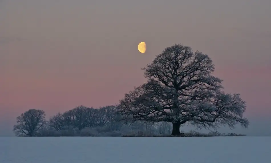 Lindeløff, Jørgen Hans: El roble y la luna