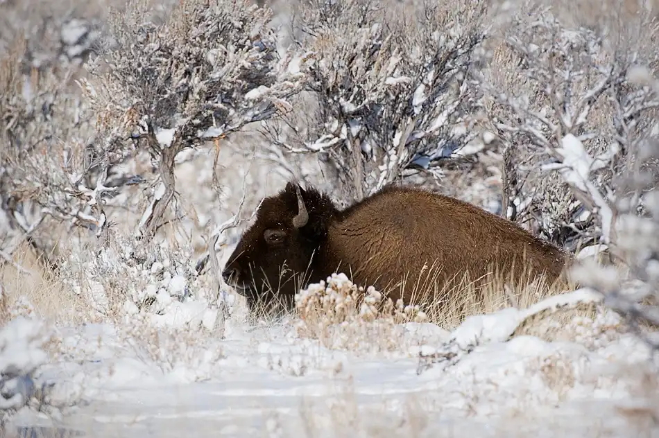 Forns, Fabiola: Bison in Winterland