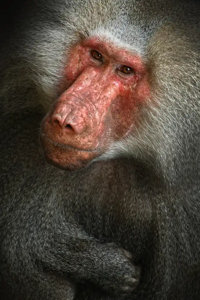 Hoffman, Jimmy: Baboon