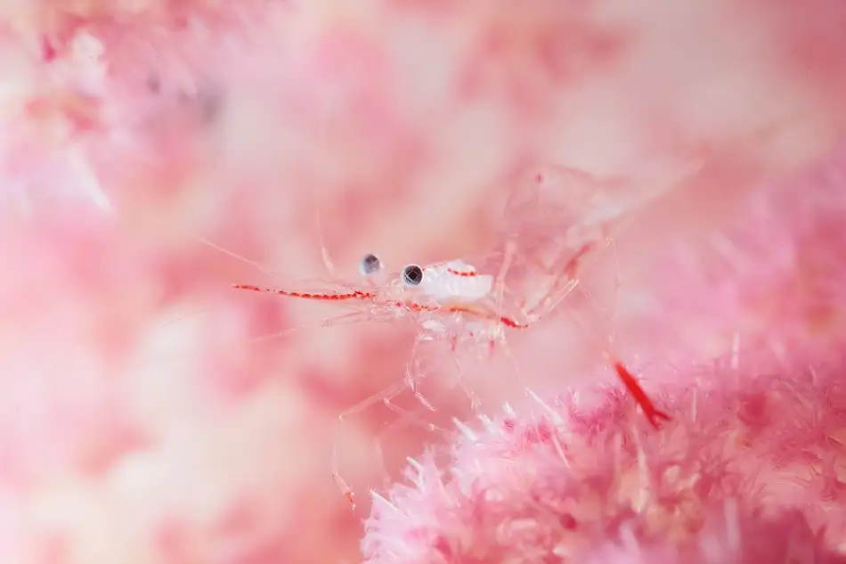 Narchuk, Andrey: Glamour shrimp