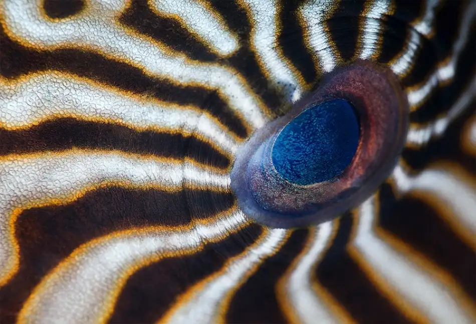 Narchuk, Andrey: Hypnotic eye