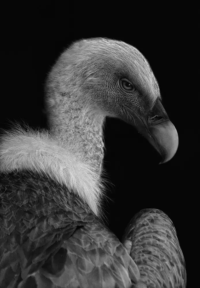 Hoffman, Jimmy: Majestic