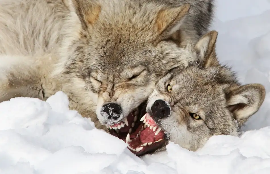 Costina, Mircea: Wolves Rules