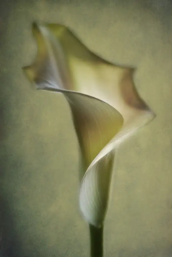 Andersen, Lotte: Calla Lily