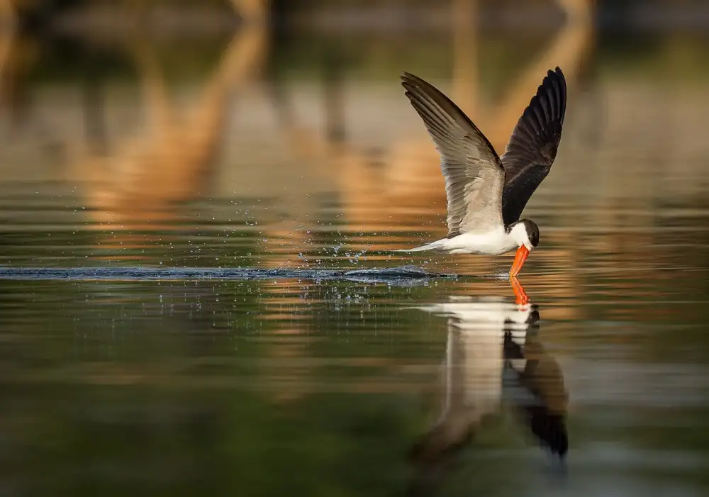 Marx, Jaco: The African Skimmer