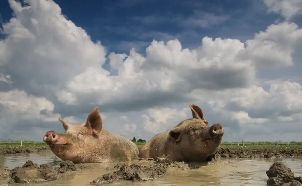 Bosch, den Gert: Mudpool fun