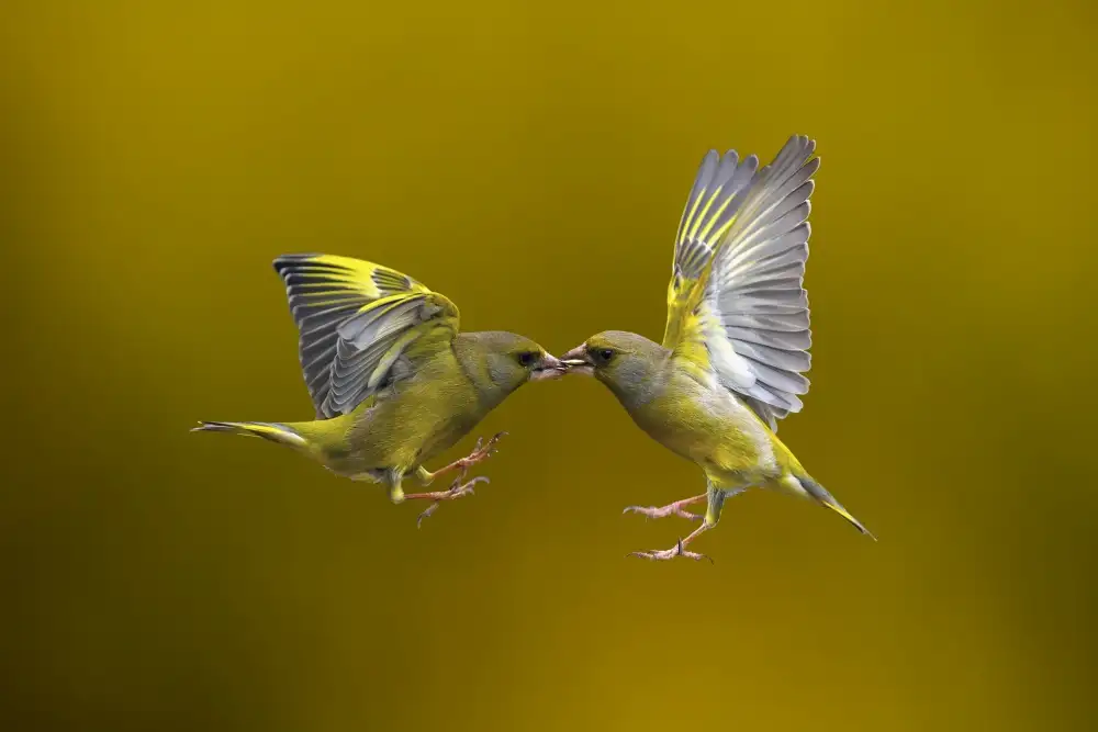 Redaelli, Marco: Flying Kiss