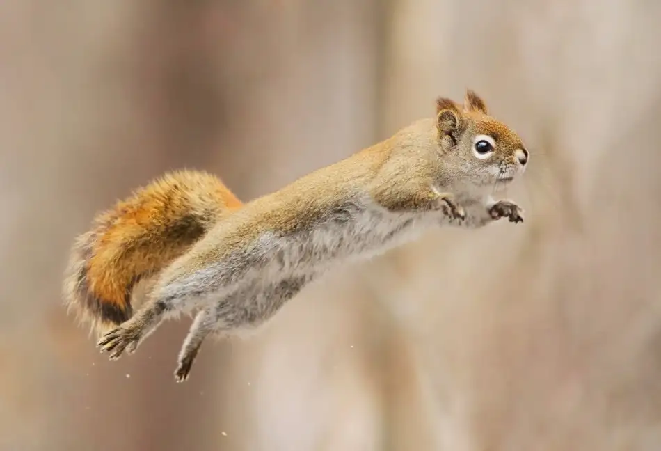 Costina, Mircea: I can fly!