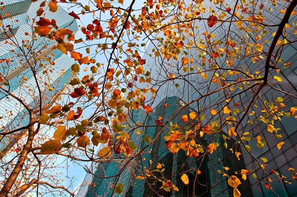 Kravanja, Jure: Otoño