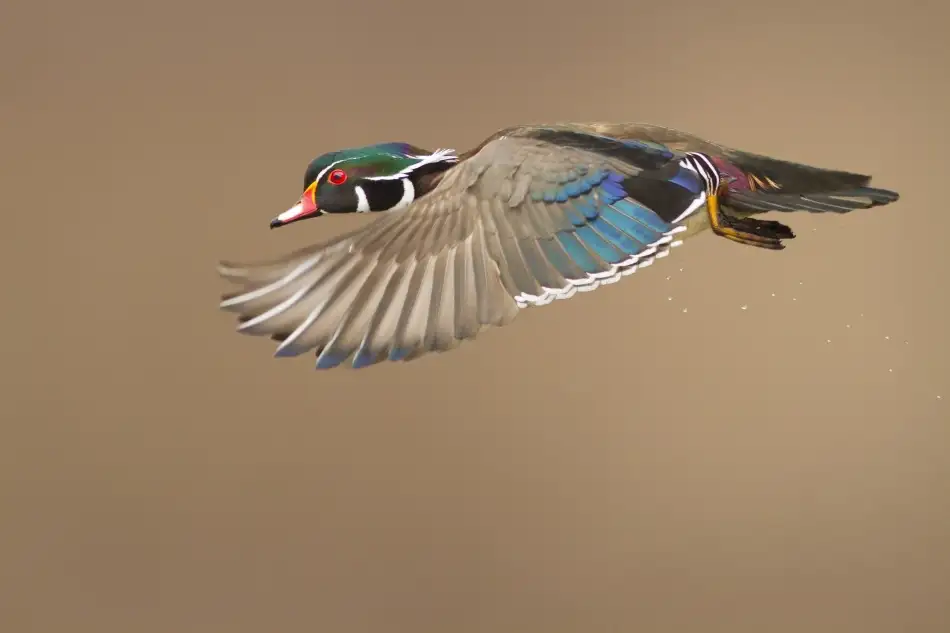 Costina, Mircea: Wood Duck