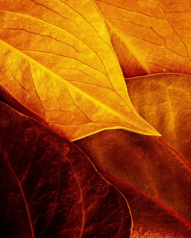 Laercio, Luiz: Feuilles