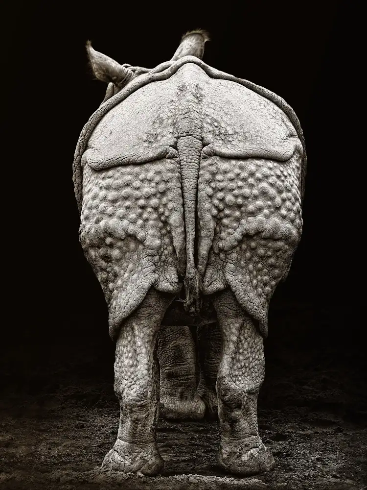 Hoffman, Jimmy: Rhino buttocks