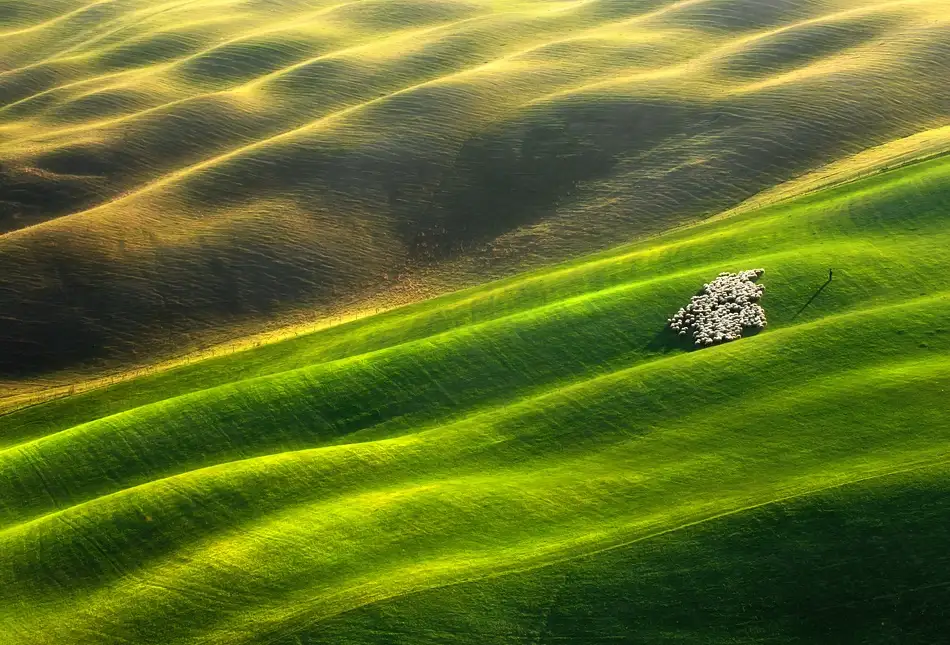 Browko, Krzysztof: Troupeau de moutons...