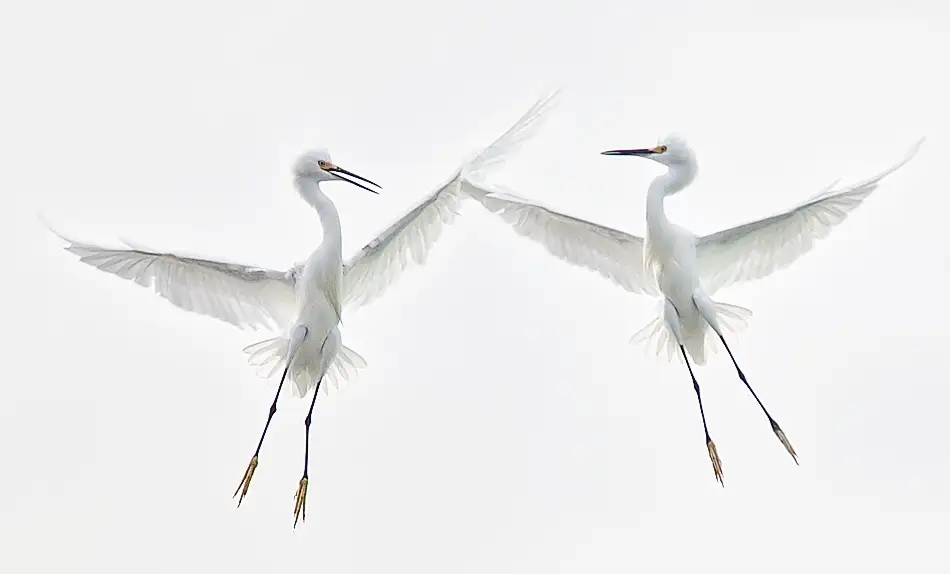 Forns, Fabiola: Pas De Deux