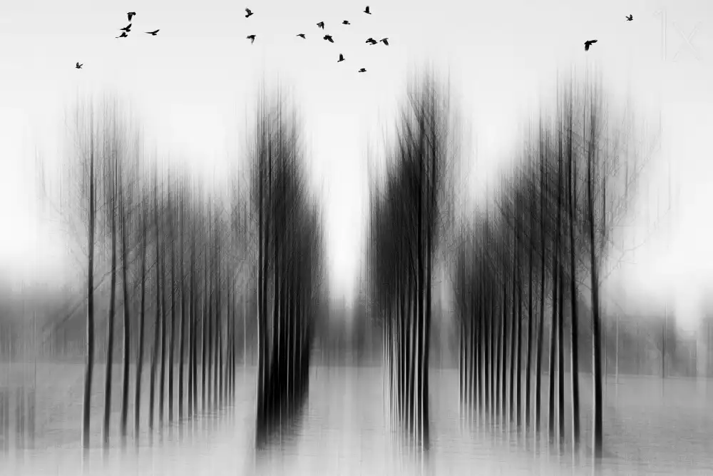 Schleicher-Schwarz, Roswitha: architettura ad albero