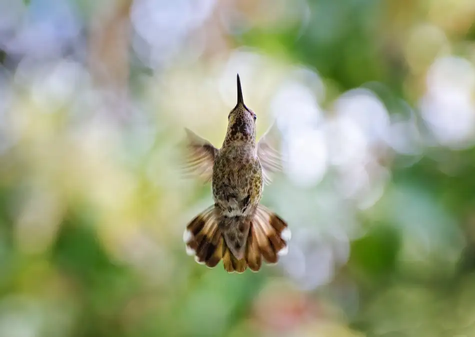 Galon, Derek: Calypte Anna - Colibri