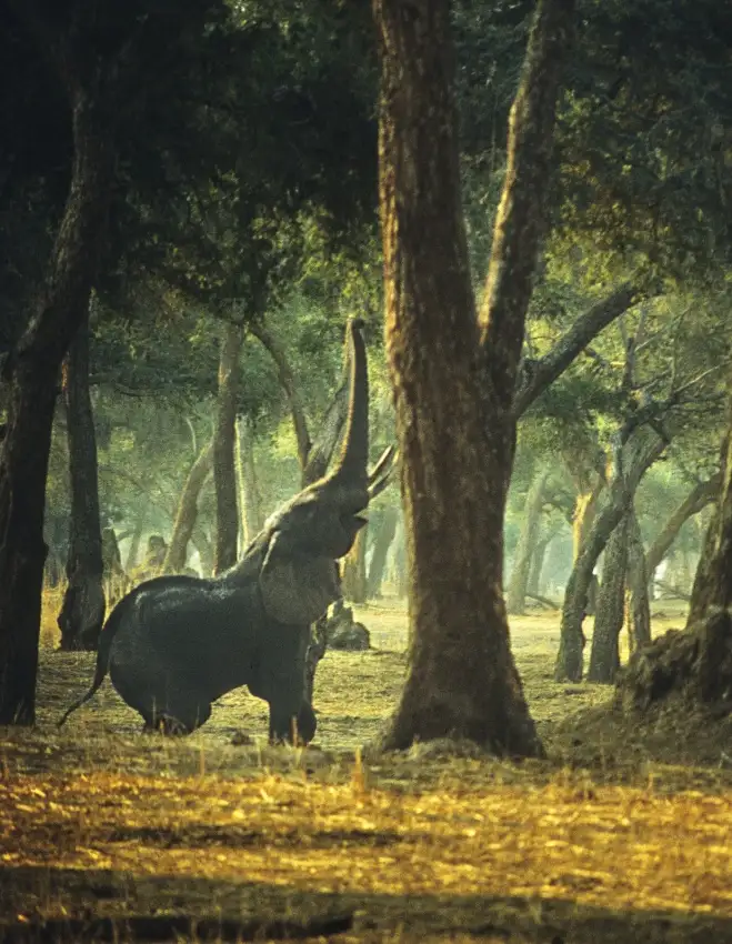 Berry, Jerry: Elephant Yoga