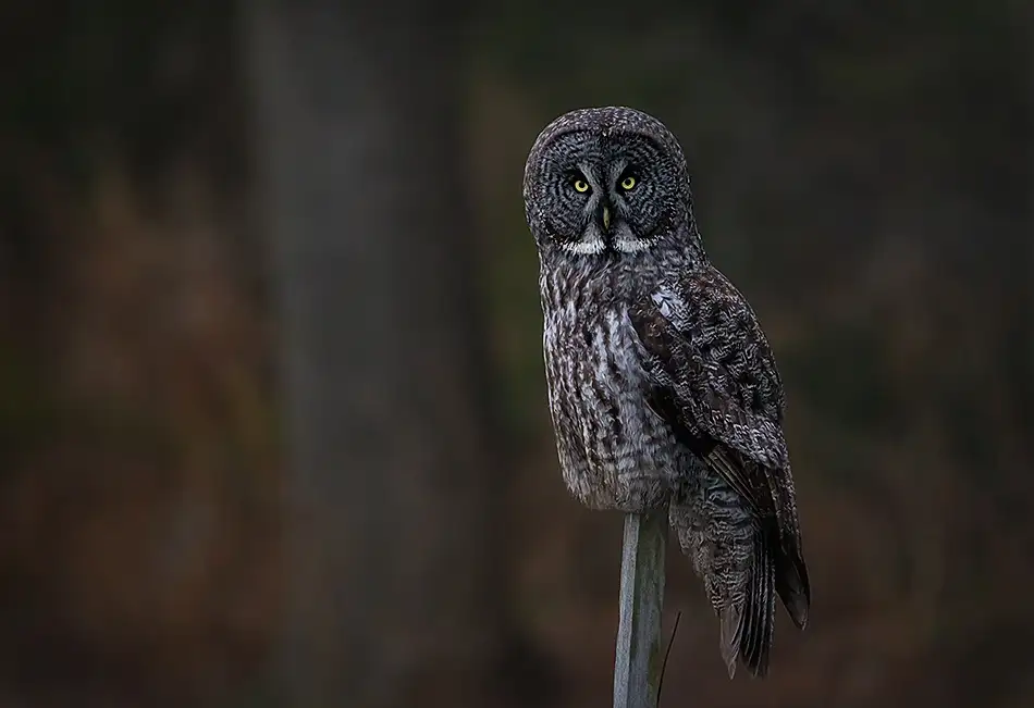 Forns, Fabiola: Queen of the forest