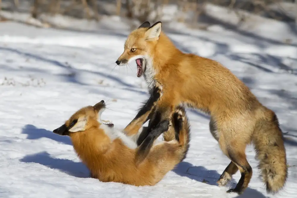 Costina, Mircea: Winter Foxes