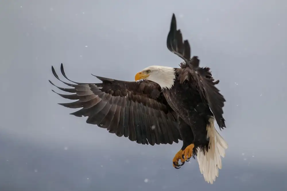 Kalathas, Nick: Eagle & Snowflakes
