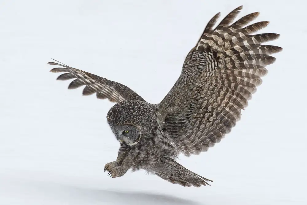 Kalathas, Nick: Owl Wings