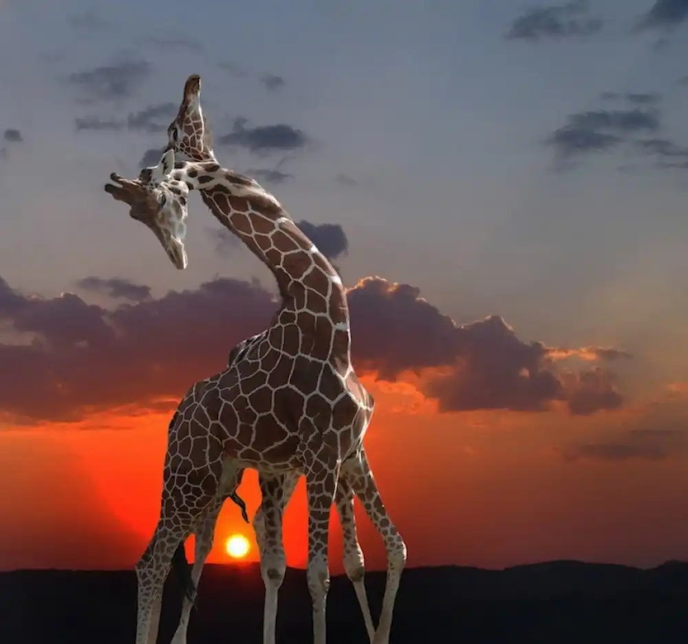 Cseresnjes, Anna: girafes au coucher du soleil
