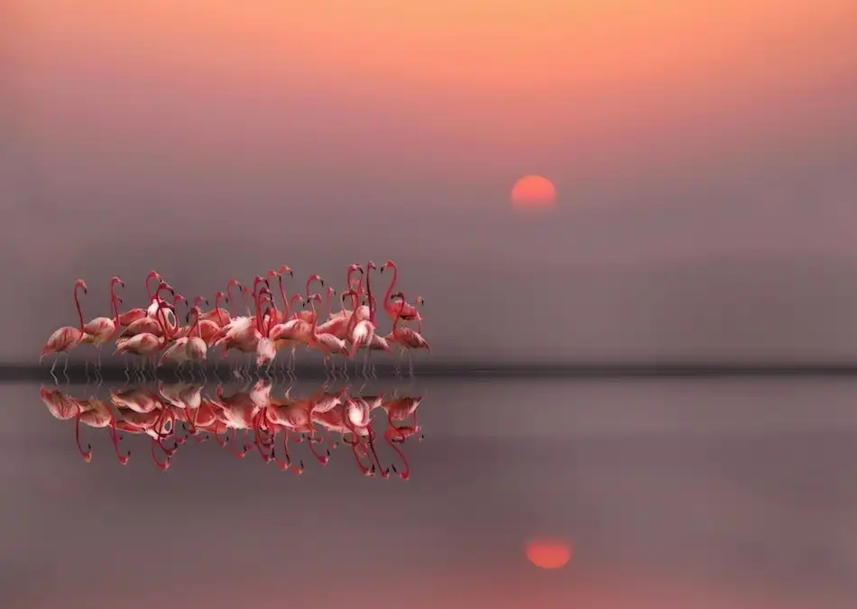Cseresnjes, Anna: coucher de soleil violet