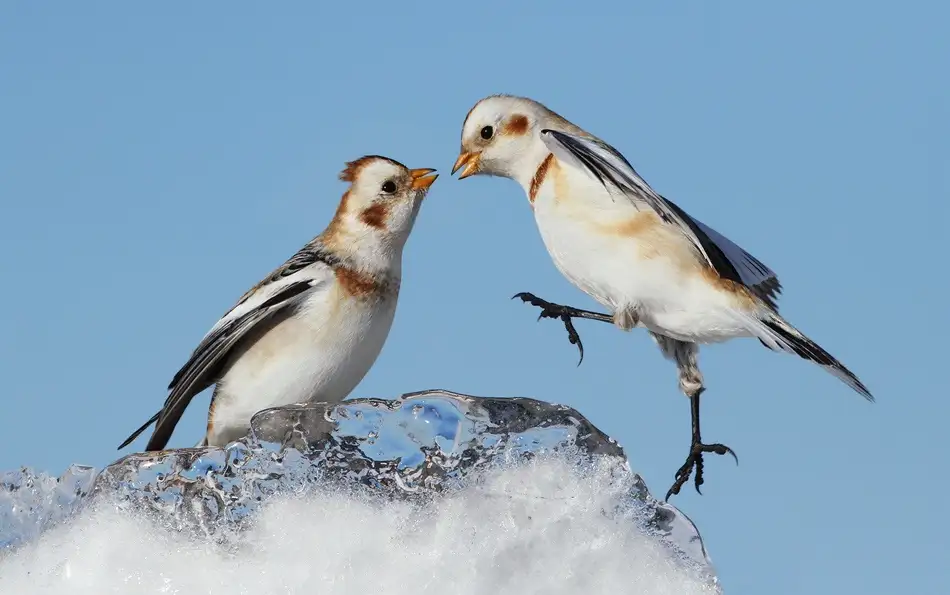 Costina, Mircea: Snow Buntings