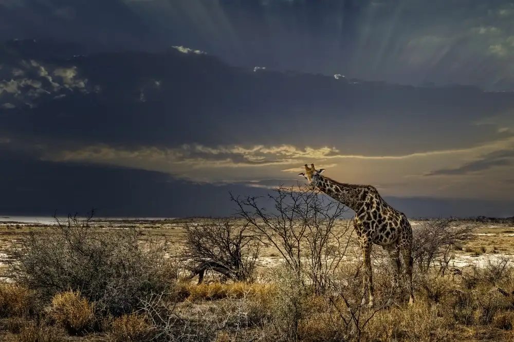 Flour, Piet: Sonnenaufgang im Etosha NP