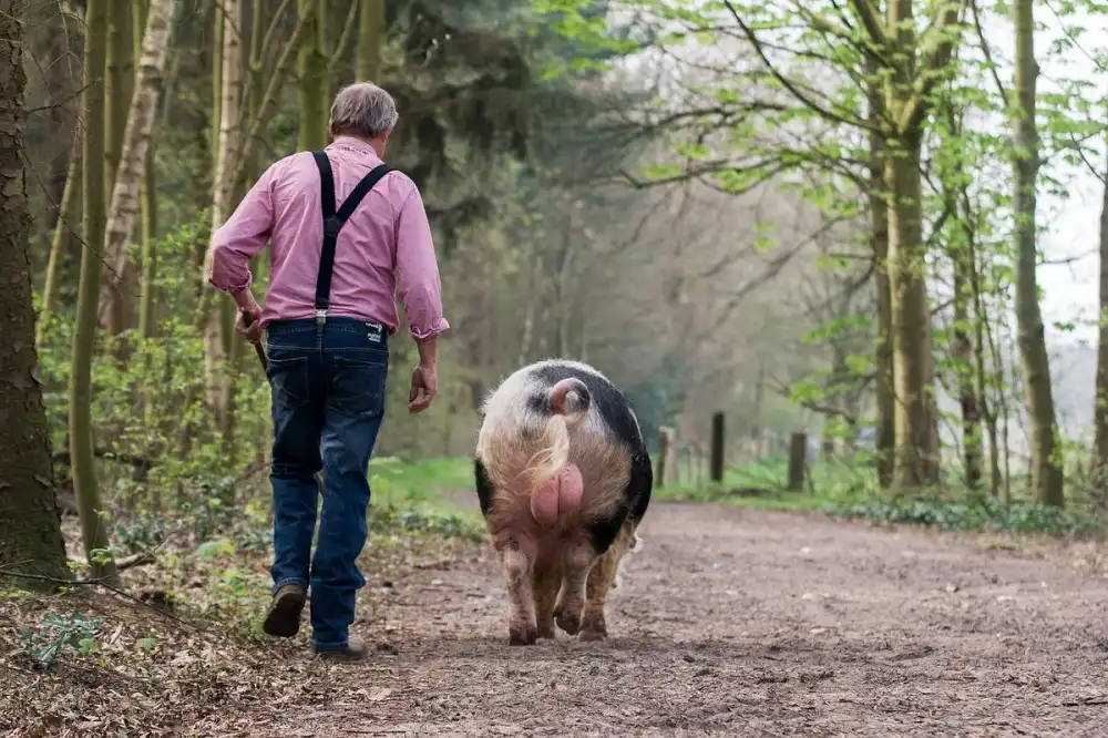 Bosch, den Gert: A walk in the woods