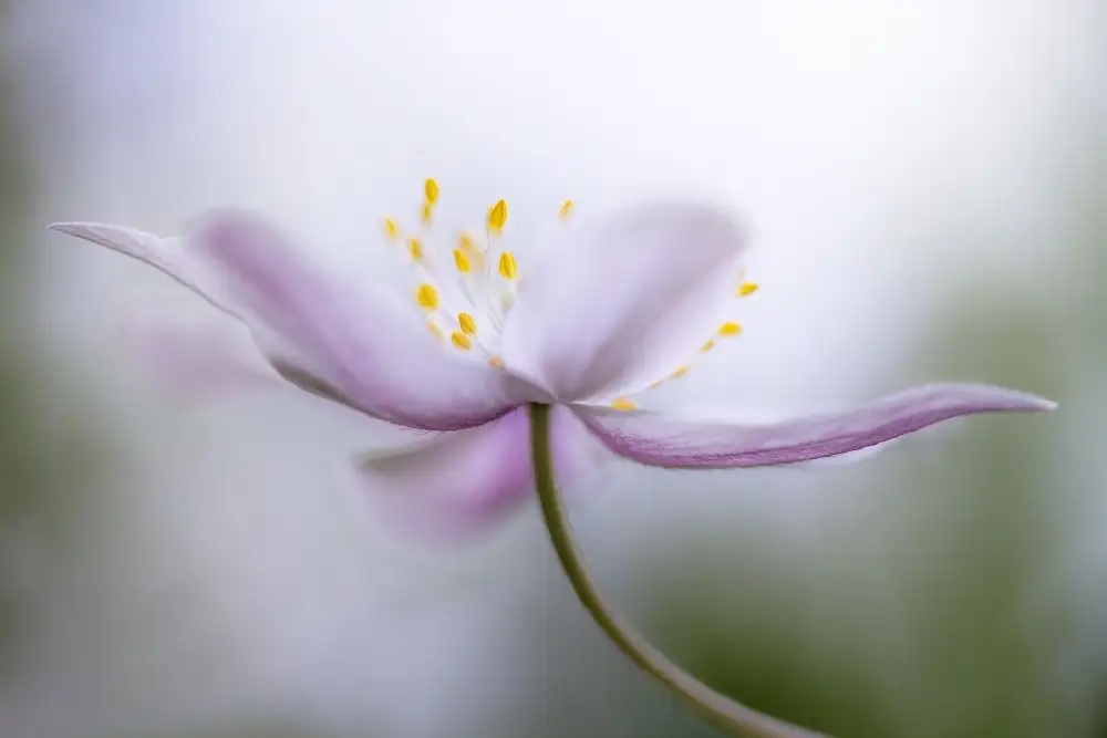 Disher, Mandy: nemorosa***