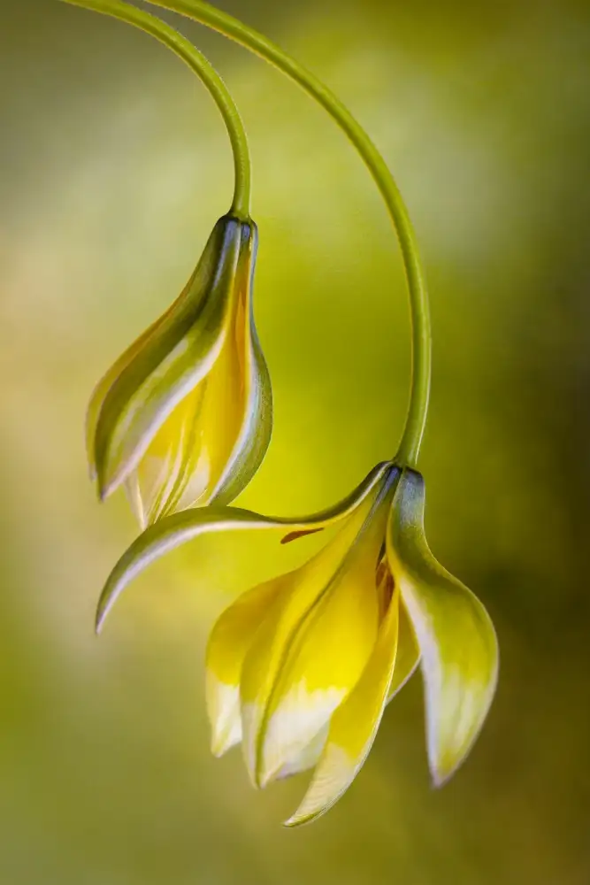 Disher, Mandy: Tulipe