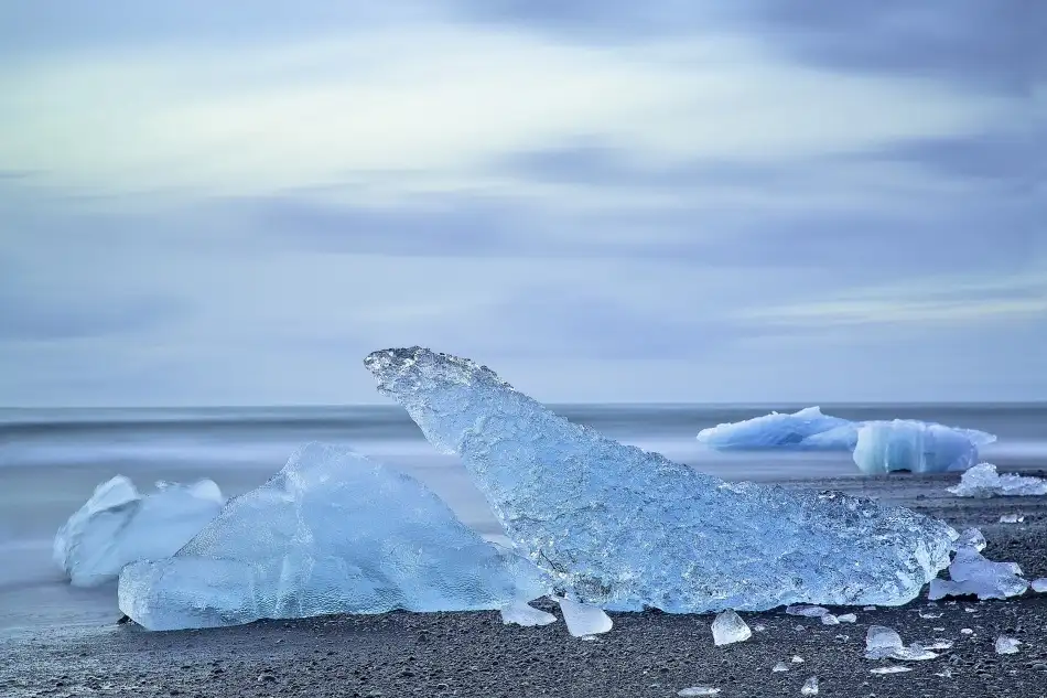Witjes, Max: Animali dello zoo dell'iceberg di Jökulsárlón (1/5)