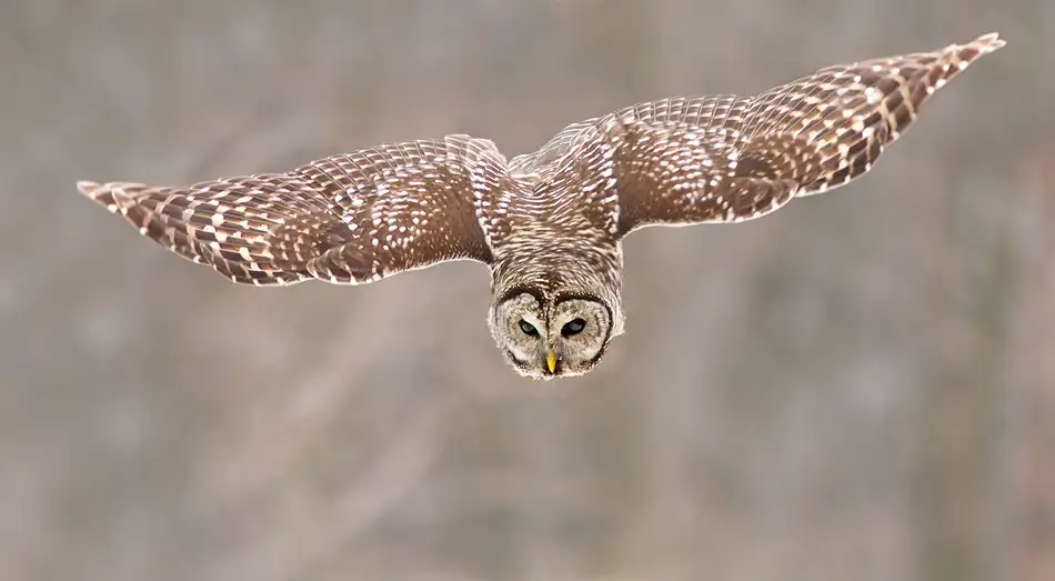 Costina, Mircea: Hunting Barred Owl