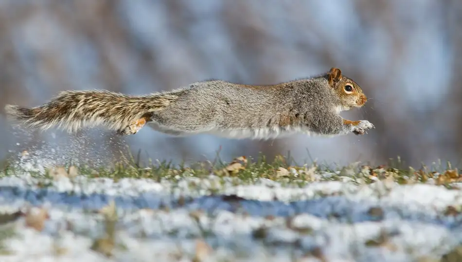 Costina, Mircea: High speed squirrel :)