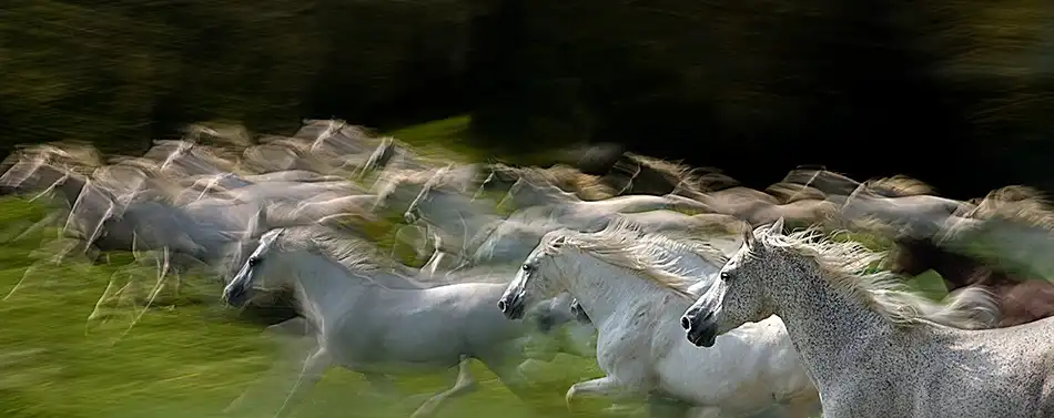 Malovrh, Milan: im Galopp