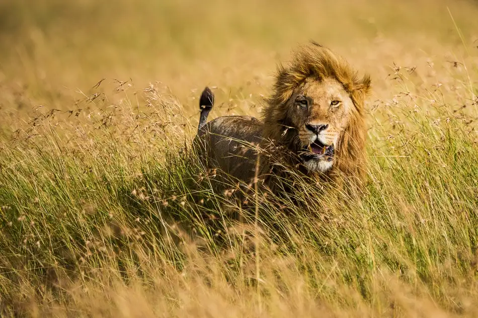 Alnaser, Mohammed: Lion King