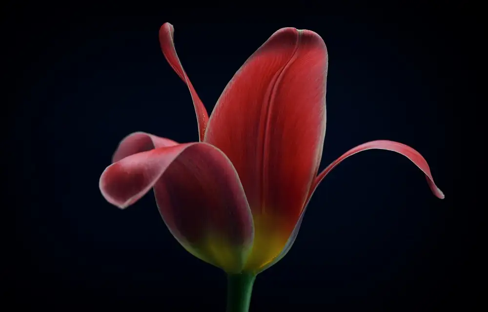 Grønkjær, Lotte: První Tulipán