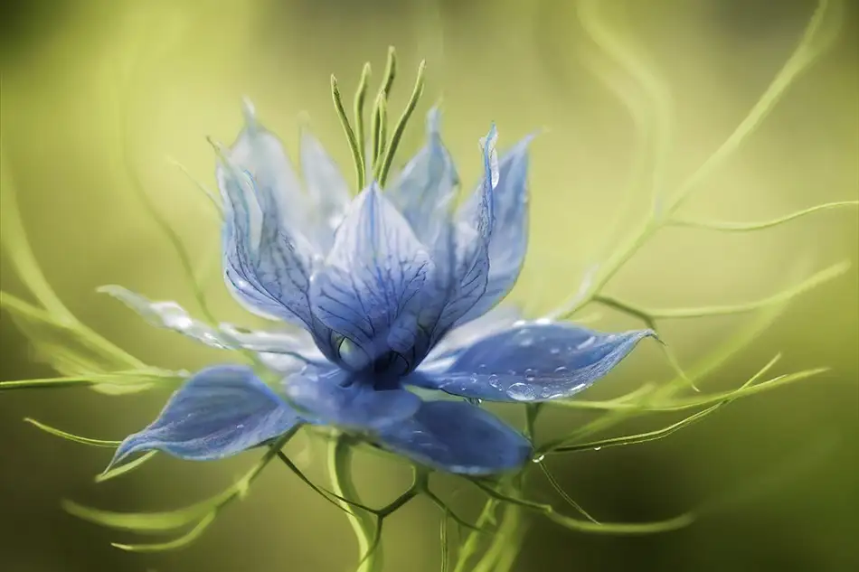 Disher, Mandy: Nigella