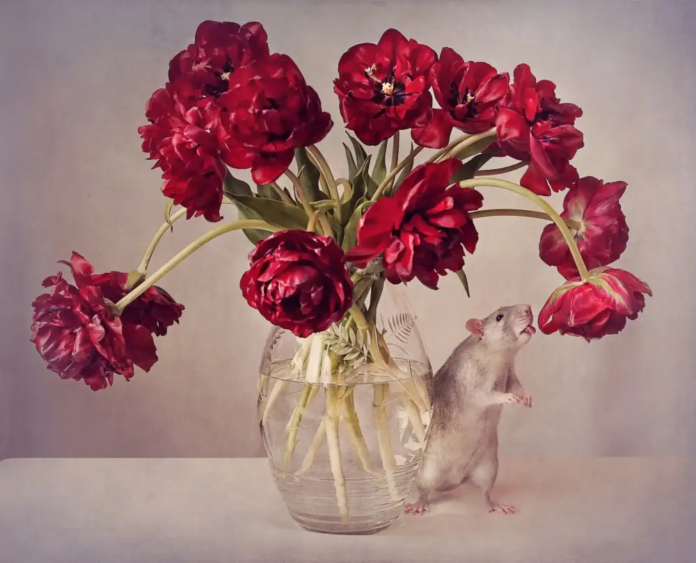 Deelen, van Ellen: Still life with tulips :) (Expensive vase.....uploaded for the weekly theme Expensive