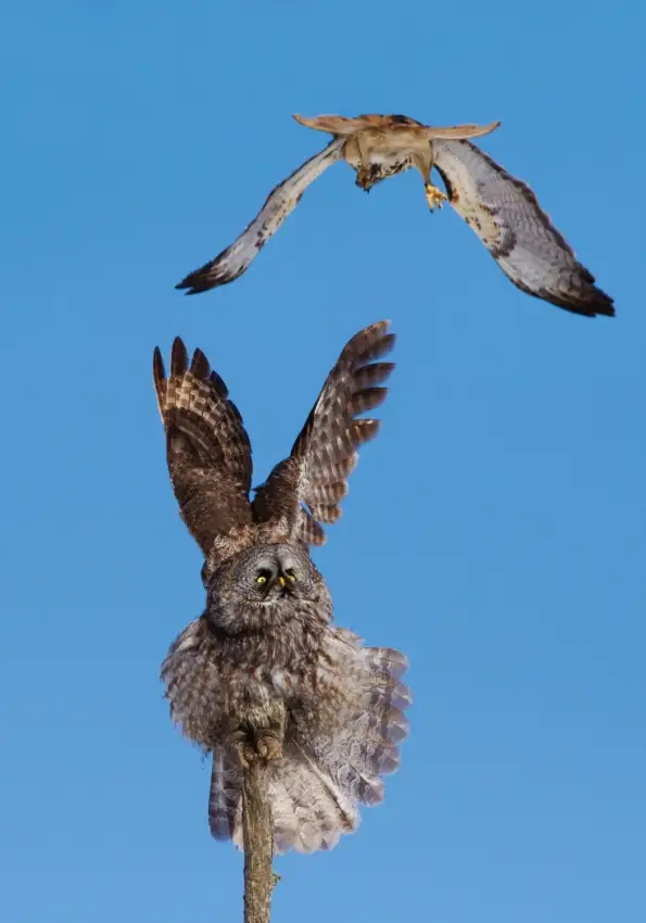 Costina, Mircea: Great Grey Owl VS Red-tailed Hawk