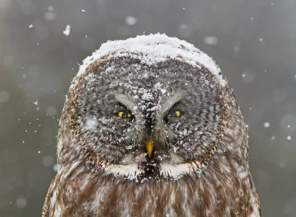 Costina, Mircea: Great Grey Owl Winter Portrait