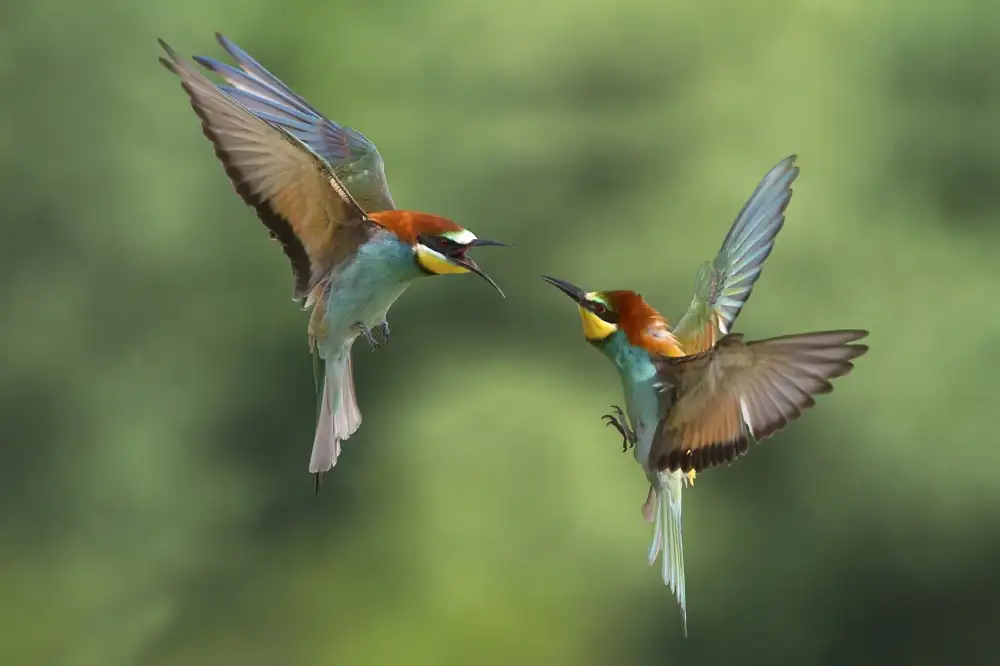 Redaelli, Marco: Bee-eaters fights