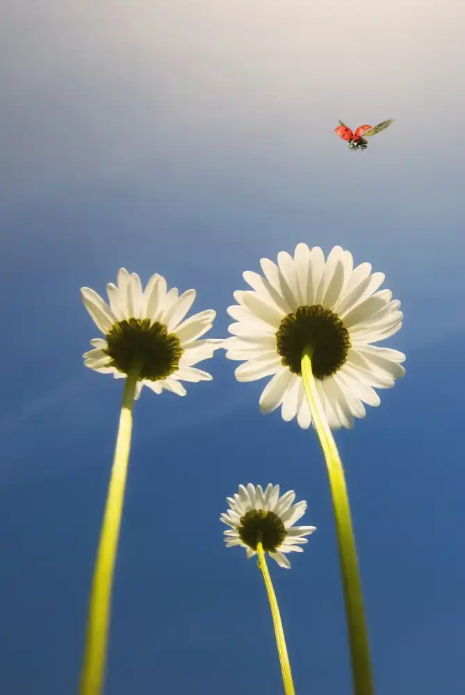 Lobato, C. Jose: Coccinelle