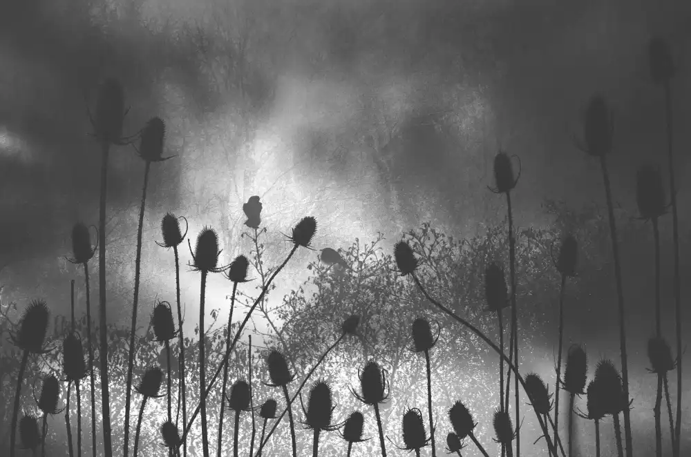 Lutz, BethAnne: Thistle Finch