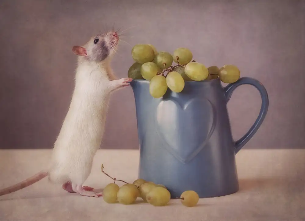Deelen, van Ellen: Snoozy miluje hrozny