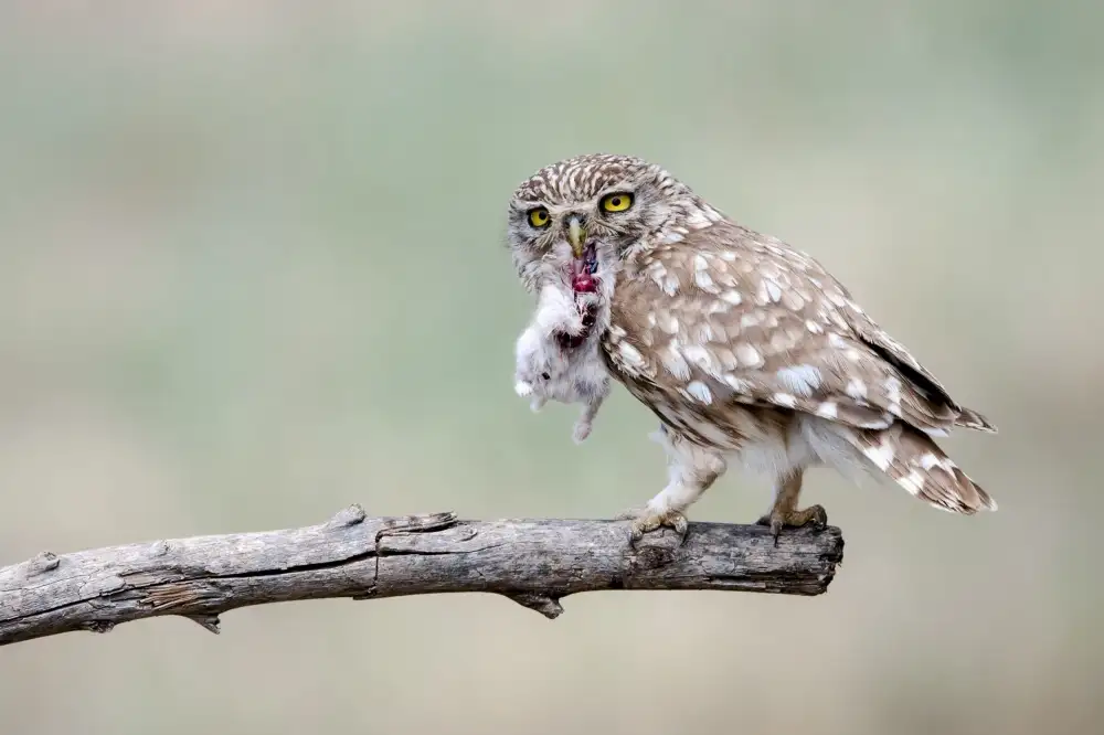 Amer, Eyal: Little Owl