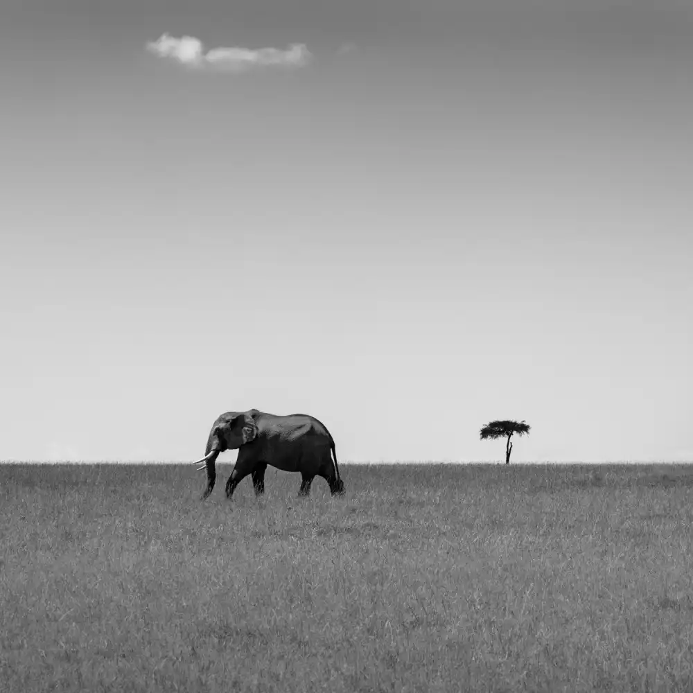 Khataw, Ali: L'éléphant et le sympathique nuage...