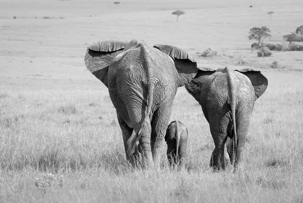 Khataw, Ali: Trois fesses !