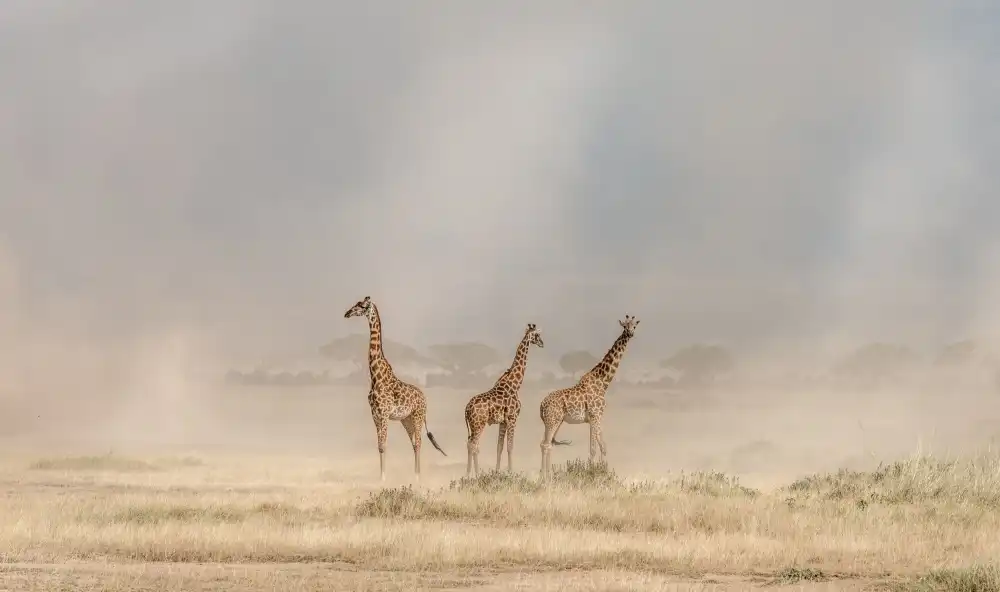 Sink, C. Jeffrey: Die Amboseli-Staubteufel überstehen